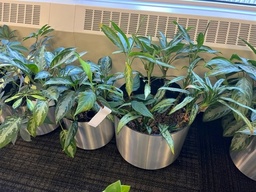 [#J6-2] Small plant, under 2ft tall