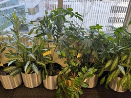 [#J6-3] Medium plant, approx. 2 to 4ft tall